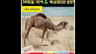 উটকে কেন বিষাক্ত সাপ খাওয়ানো হয়?(Why are camels fed poisonous snakes?)#shorts#viral#রহস্য