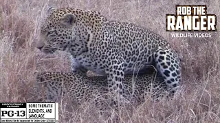 Courtship Rituals Of African Leopards