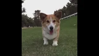 The funniest Corgi Dogs