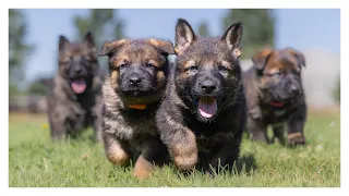 Kraftwerk K9 German Shepherd Puppies!
