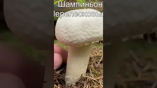 ШАМПИНЬОН ПЕРЕЛЕСКОВЫЙ ! ИЗУЧАЕМ ГРИБЫ !