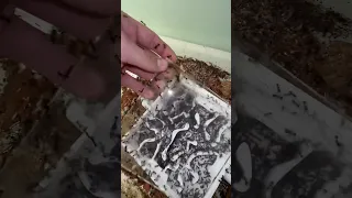 Moving My Pet Ants!