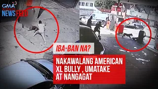 Nakawalang American XL bully , umatake at nangagat | GMA Integrated Newsfeed