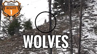 Wolves Surround Hunting Camp |  rr1hunt