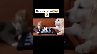 Собакен невозмутимый, пока коты начали разборку он сидит себе спокойно и наблюдает за шахматистами