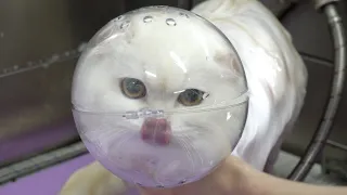 Beautiful cat gets the trouble bubble