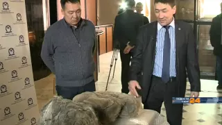 В Якутии нашли уникальные останки детеныша шерстистого носорога