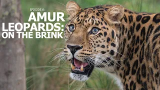 A Perfect Day | Ep 8: "Amur Leopards; On The Brink"