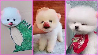 Funny and Cute Pomeranian Videos, Videos de TikTok Part 46