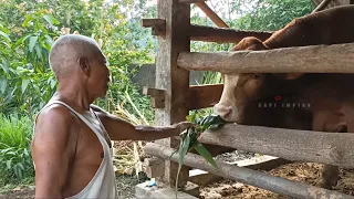 Siapa Sangka Kandang Clasic Sederhana Isinya Sapi Super Gunung Kidul Hasil Rawatan Mbah Kakung !!