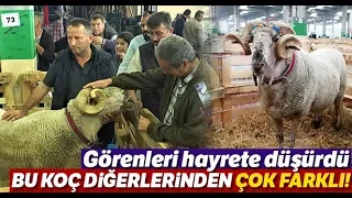 160 Kiloluk Koç Görenleri Hayrete Düşürdü