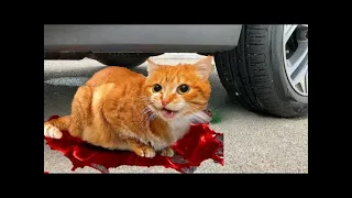 Crushing Crunchy & Soft Things by Car! Experiment Car vs Cat & candy Slime, Car Experiment Point