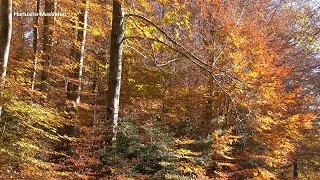 ТАНГО СЕРДЕЦ - Музыка Сергей Грищук