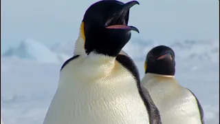 Penguins of Antarctica!