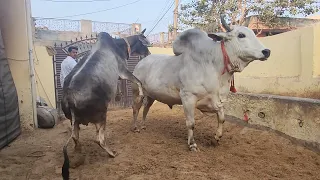 👍18 KG KI##EXCELLENT👍HARYANA BREED PREGNANT BY RUDRANATH MAHARAJ JI 🙏