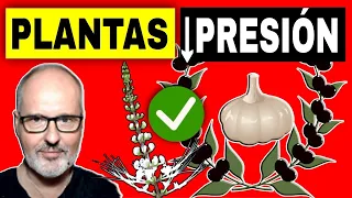 10 PLANTAS para BAJAR la PRESIÓN ALTA de forma NATURAL (HIPERTENSIÓN ARTERIAL)