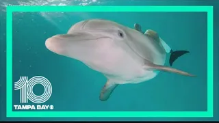 Winter the Dolphin dies Thursday at age 16