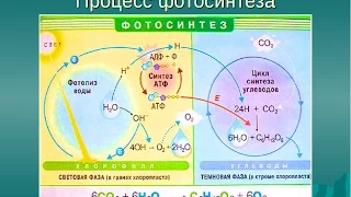 грациология Укол9г -  ЭлектроДвижущаяСила (ЭДС)