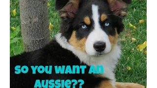 Things you should know before getting an Australian Shepherd!!