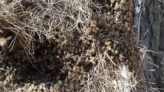 Tuzak kovanlarımızı dağa bıraktık #beekeeping #arıcılık #bee #bees