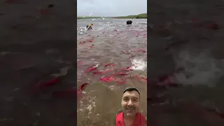 Durante a piracema do salmão vermelho