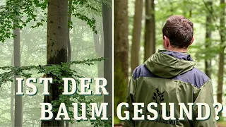 Ist der Baum gesund? Wie man den Gesundheitszustand von Bäumen erkennt.