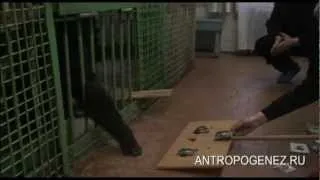 Шимпанзе Джина выполняет тест "Выбор на образец"