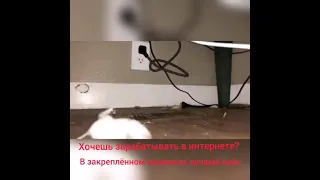 Мышь попалась в мышеловку на камеру 😲 #shorts