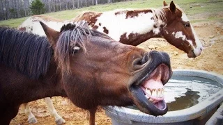 Funny Horses 2016 (HD) [Funny Pets]