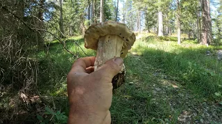 Funghi porcini d'alta quota Alto Adige 20 agosto 2023 !!!