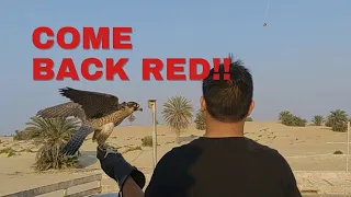 I ALMOST LOST MY FALCON!! TRAINING RED WITH A DRONE