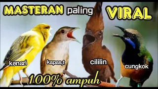 MASTERAN MURAiBATU PALING VIRAL  || tembakan kombinasi , cililin, kenari, cungkok, kapas, tembak