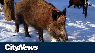 Big pig problem looming for Ontario