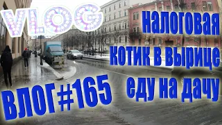 VLOG #165 Еду на дачу | Котик в Вырице | Налоговая / Влог из Питера