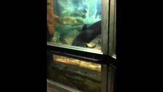 Kai hates fish