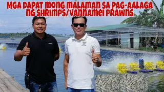 Tips and Techniques sa Pag-alaga ng Shrimp/Vannamei Prawns