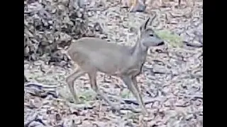 One month trailcamera footage