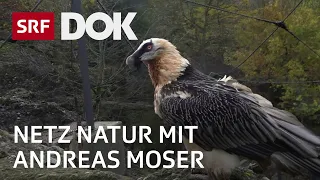 Im Kreis der Bartgeier | NETZ NATUR mit Andreas Moser | DOK | SRF