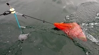 How To Chum For Halibut