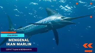 Mengenal Ikan Marlin Ikan Yang Cepat Tajam Dan Berbahaya