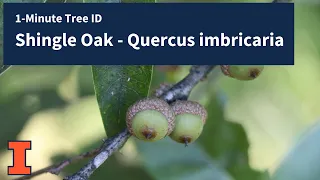 1-Minute Tree ID - Shingle Oak, Quercus imbricaria