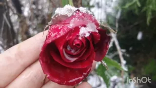 Снег пошел. Зима в Абхазии. Крещение. Вчера все цвело и благоухало, а сегодня снег.