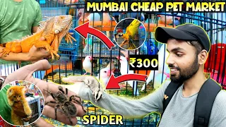 Mumbai Cheap Pet 🐕 Market 2024 | Pet Market Mumbai | Crawford Market