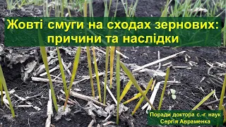 Жовті смужки на сходах зернових: причини та наслідки