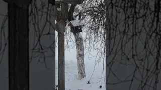 zvirbliai ziema