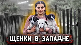 Щенки в западне, всех забрать не удалось, только слабых. Хозяева кормили их газеткой.