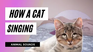 Cat's Singing - cats sing roar by katy perry | cats singing song