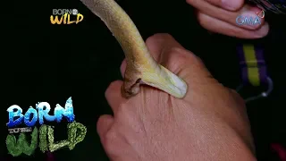 Born to be Wild: Doc Nielsen gets bitten by a Philippine blunt-headed cat snake