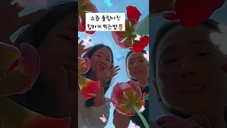 요즘 튤립사진 찍는법🌷