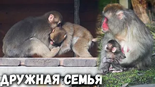 Японские макаки: Кайко и Акира играют, а Миа гуляет с малышом. Ленинградский зоопарк